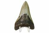 Fossil Megalodon Tooth - North Carolina #161447-1